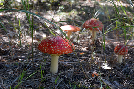 Spotted red toadstool mushrooms grow in the forest on grass in the shade. Selective focus and...