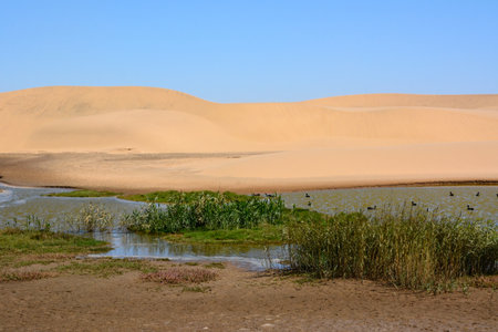 The shore of the swamp in the desert is overgrown with reeds. Birds are flying. Behind is a sand dune. Environmental dehydration and global warmingの写真素材