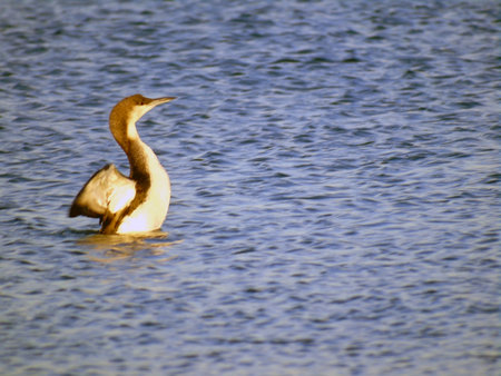 A lonely loon bird swims on blue water in the sea in perspectiveの写真素材