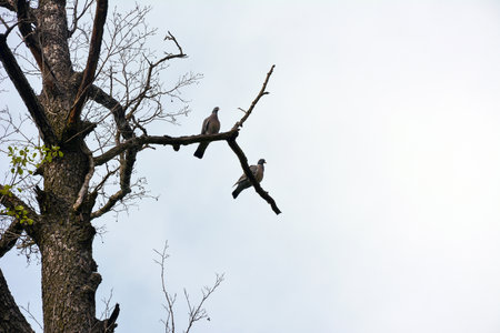Several pigeons are sitting on a branch of a tree without leaves against the background of the sky. View from belowの写真素材