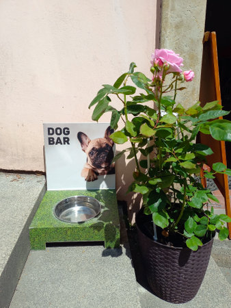 A dog feeder near a vase of roses on the floor near a dog food store. Pet care conceptの写真素材