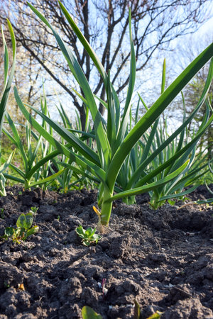 Green onion sprouts grow on a plantation on the ground. Low angle close-up view. Agro-industry and national economyの写真素材