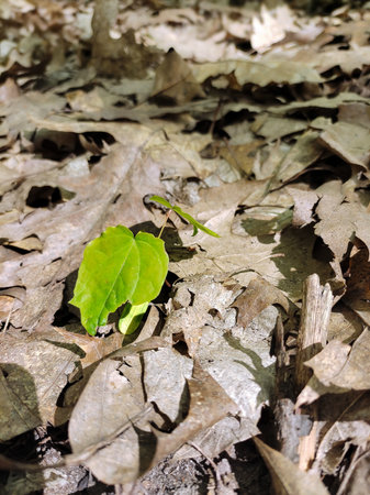 A single sprout of a young tree sprouts through dry yellowed leaves on the entire background.