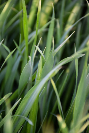 Green juicy grass close-up. Selective focus on foreground. Natural background
