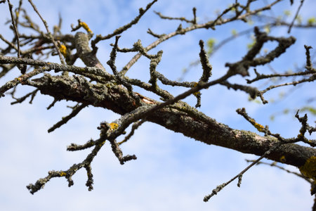 A dry branch of a tree without leaves overgrown with lichen against the background of a blue sky....