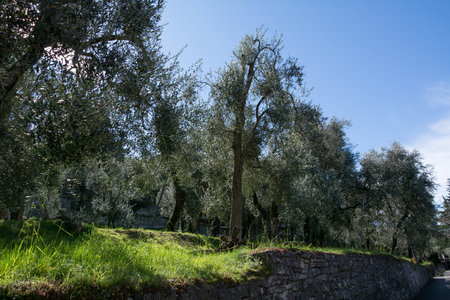 A garden with olive trees near a low stone fence in bright sunshine. Natural summer backgroundの写真素材