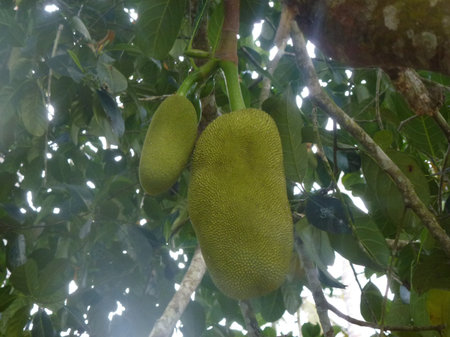 Large green unripe fruits of the breadfruit tree hang on the tree close-up. View from below
