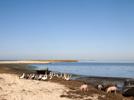 Several pigs, flocks of geese and ducks walk along the seashore. Two boats are also moored. Blue sky over the seaの写真素材