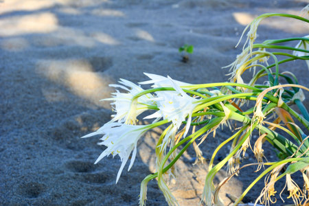 Pancratium maritimum flowers close-up on dry soil. View from above. Botany and gardeningの写真素材