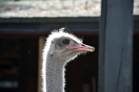 Head of ostrich bird close-up in bright sun. Side view The background is blurred