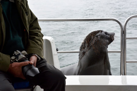 The sea lion animal climbed onto a tourist boat and poses for photos near a tourist with a camera. Part of the animal and a person are visibleの写真素材