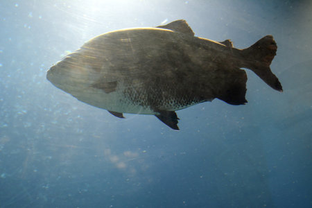 A large freshwater fish tambaqui swims in an aquarium close-up. Wildlife and environment