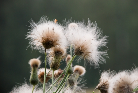Fluffy plant  Not each flower so dies の写真素材