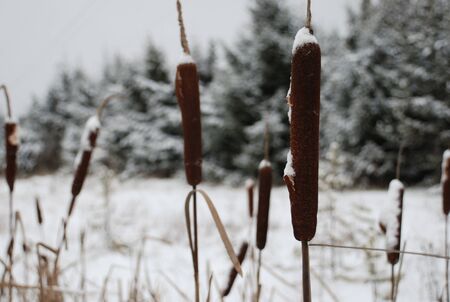 Reed winterの写真素材