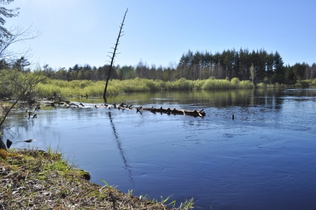Landscapes and detail of the nature in the forest on the river Bank in early may. Russia, the national Park の写真素材