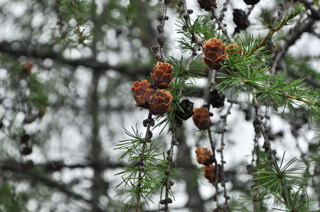 A branch of the larch pine cones. The valley of the river Suntar in the hill country of the Suntar-khayata.の写真素材