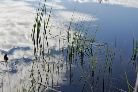 The grass in the water  Slim graphics stems emphasizes the color contrast 