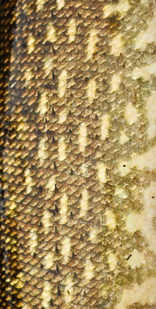 Skin of a fish with scales  The texture and pattern of coloring predatory pike の写真素材