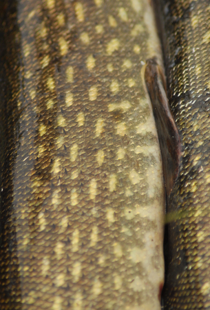 Skin of a fish with scales. The texture and pattern of coloring predatory pike.の写真素材