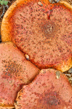 Inedible mushrooms in the taiga. Russia, Eastern Yakutia, a ridge of Suntar-khayata, river Suntar.