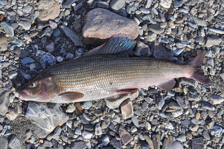 The European grayling. Half-meter grayling caught on the Ural river, lies on the coastal shingle.の写真素材