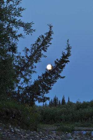 Night, the moon and trees. Polar Ural, Komi Republic, Russia.の写真素材
