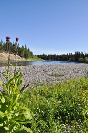 Succulent vegetation along the banks of  river Kokpela. Polar Ural, Komi Republic, Russia.の写真素材