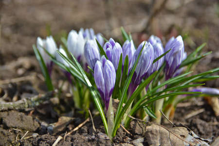 Photos of the April crocuses, spring primroses near Moscow.