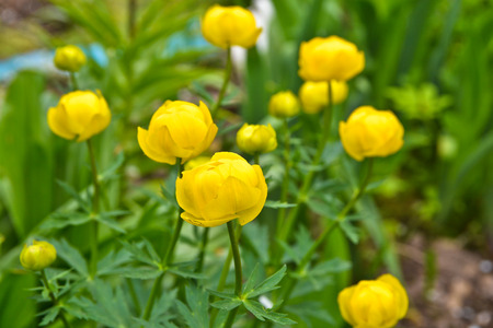 Trollius. May flowering garden flowers. Globe flower, or Trollius.の写真素材