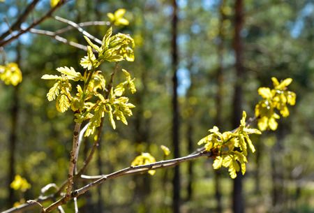Oak leaves in may. The freshness of the first spring leaves in the protected forest.の写真素材