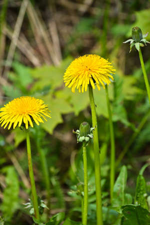 Dandelions in the meadow. Bright flowers dandelions on background of green meadows.の写真素材