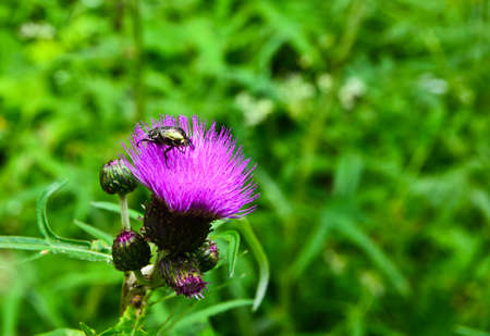 Chafer beetle on flower of  Thistle. Flowers and insects in early summer.の写真素材