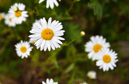 White chamomile flowers. Blooming wild Daisy in a meadow in early summer.