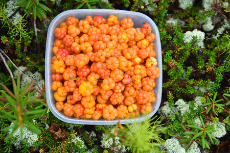 Cloudberries. Bowl with the collected fresh cloudberries. Putorana Plateau, Taimyr, Siberia, Russia.の写真素材
