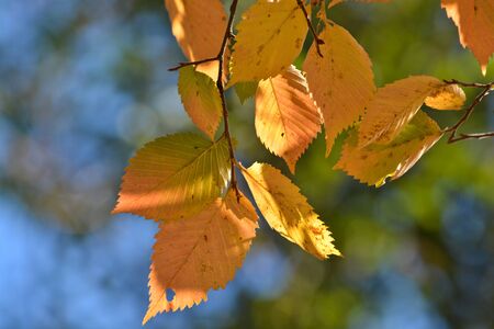 Autumn leaves on the elm trees. Autumn is the season of falling leaves and beautiful trees.