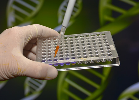 In the biomedical laboratory. The study of biological sample in a well plate.