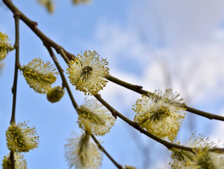 Spring, flowering willow. Blooming willow in late April.の写真素材