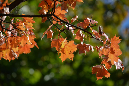 Autumn maple leaves on trees. Autumn is the season of falling leaves and beautiful trees.