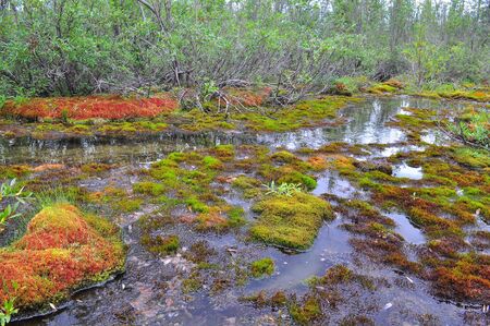 Stream and moss on hummocks. Brightly colored moss that grows in the bed of a tundra stream.
