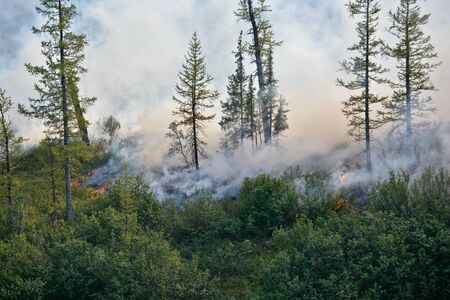 Forest fires. Northern forest fire and smoke.