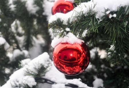 Red ball decorates the twig Christmas trees, covered with snow, on the street.の写真素材