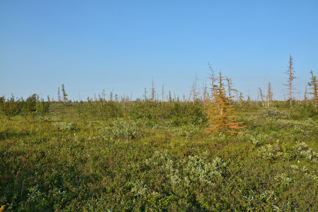 Tundra on the Taimyr Peninsula. Foothill forest tundra in the Western Putorana plateau.
