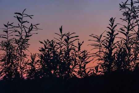 Silhouettes of bushes against the sunset sky. Evening on the river.の写真素材