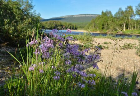 Summer in the Yugyd Va National Park.の写真素材