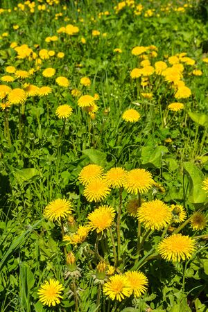 Blooming yellow dandelions in the spring meadow.の写真素材