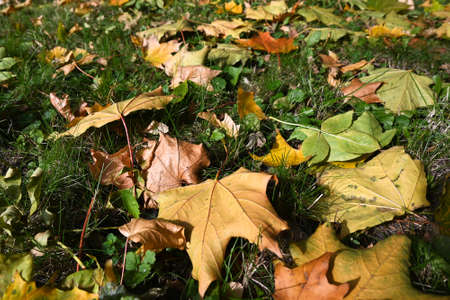 Fallen leaves. Background of autumn leaves on the ground.