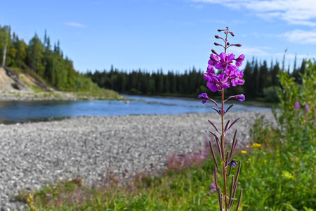 Northern river on a sunny summer day. Water landscape, national park in the Komi Republic, Russia.の写真素材