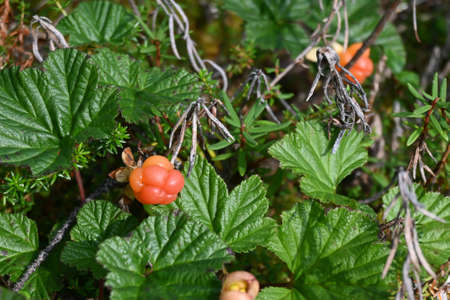 Ripe cloudberry. Summer berry on Taimyr.