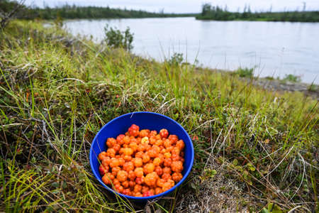 Ripe cloudberries in a bowl. A juicy berry harvested in the Taimyr tundra in summer.