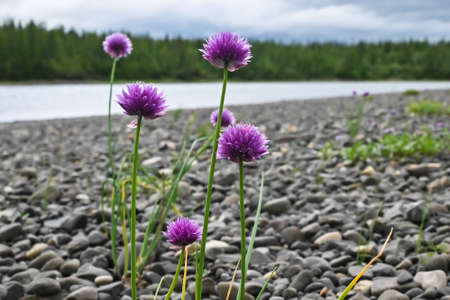 Flowers on the Putorana plateau. A short summer in the north of the Krasnoyarsk Territory is decorated with flowers.の写真素材